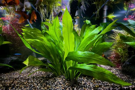 How to Grow Amazon Sword: Planting, Growth Rate .